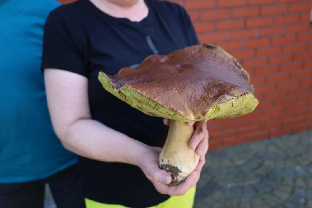 Borowik-gigant znaleziony w Hucie Komorowskiej